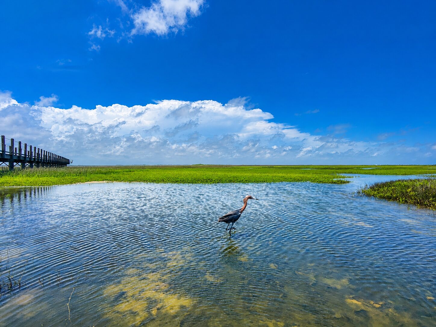 Coastal bird habitat within the Drum Bay Nature Preserve